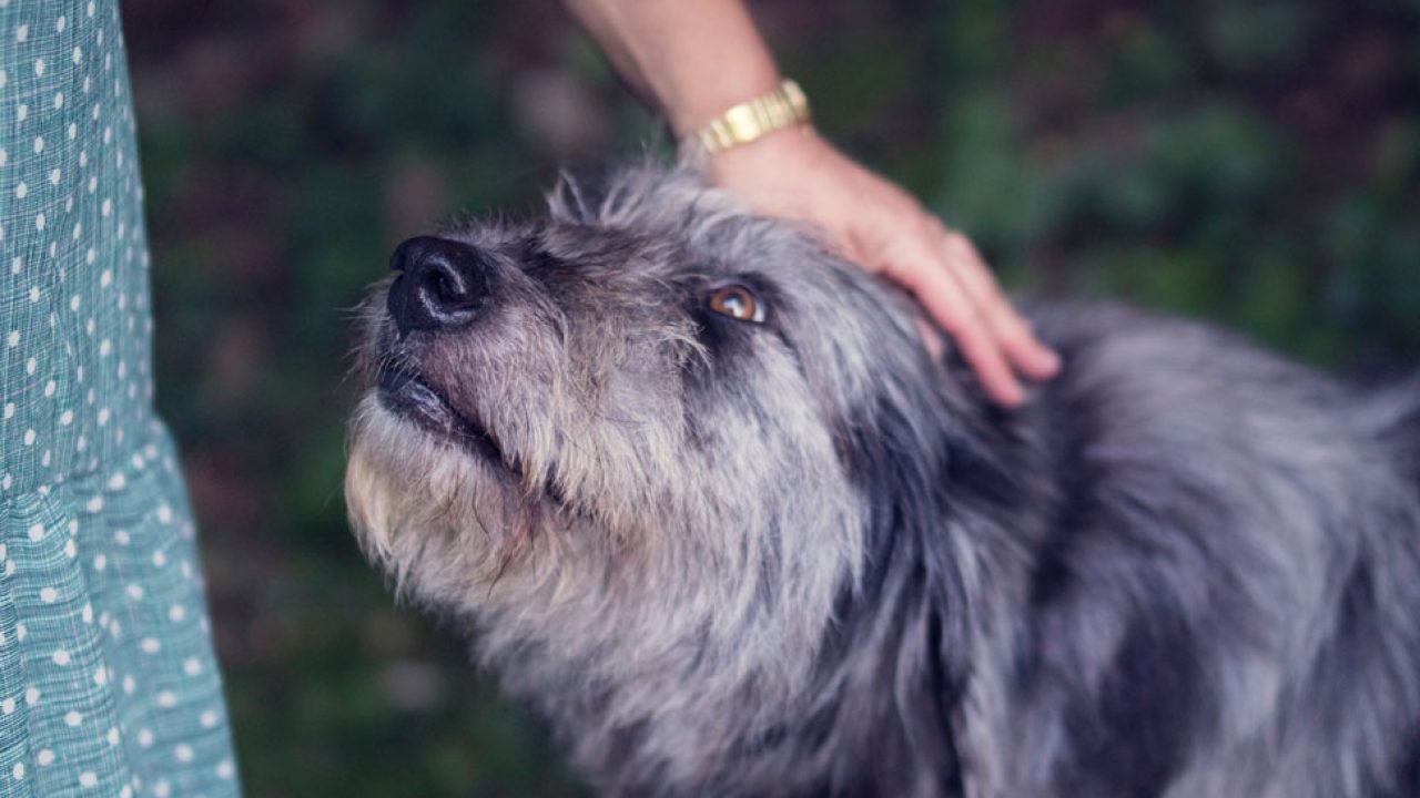 are service dogs allowed to help with anxiety