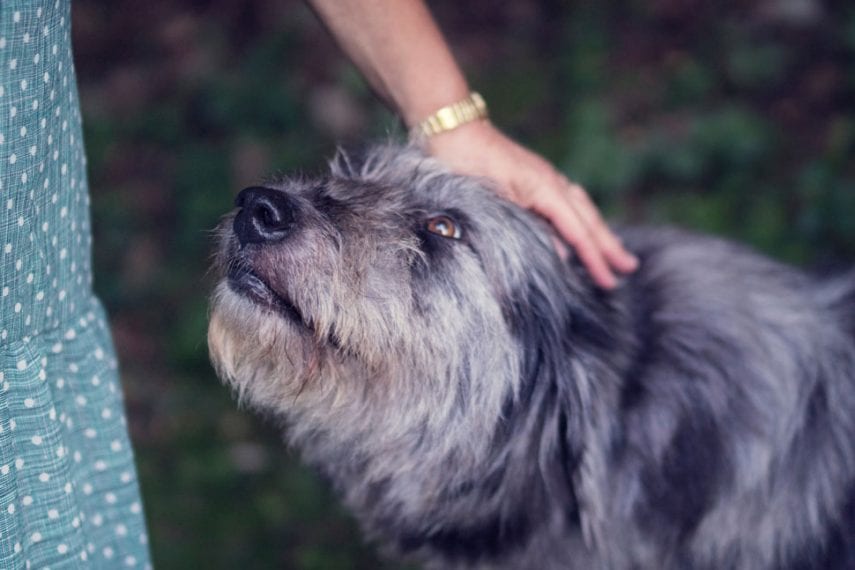How An Emotional Support Dog Can Help In Social Anxiety Disorder can-an-emotional-support-animal-esa-help-with-my-anxiety-esa-doctors