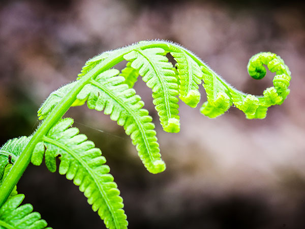 testimonial-fern-pic