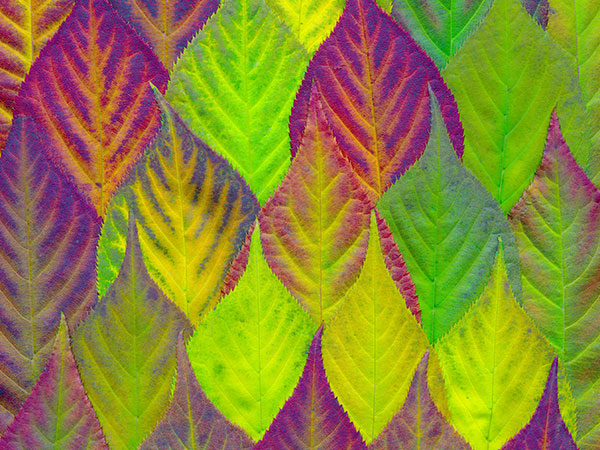 testimonial-leaf-pic-1