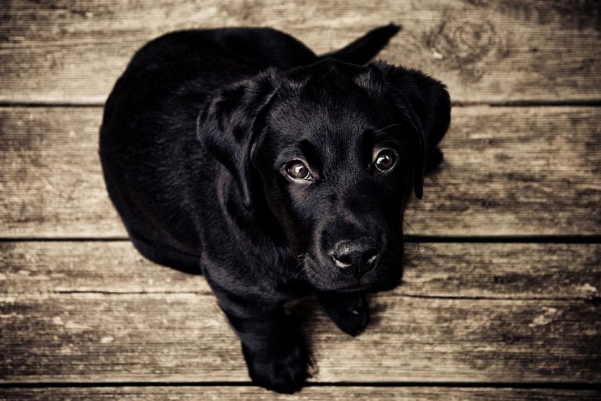 Guides to Healing: Psychiatric Service Dogs for Sexual Assault-Related PTSD